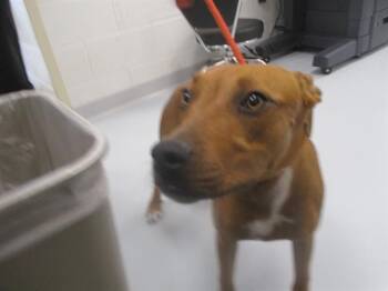 A385431 -  Black Mouth Cur Dog for Adoption in Ocala, Florida - A385431 | PetCurious