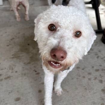 Bowie -  Miniature Poodle Dog for Adoption in The Woodlands, Texas - Bowie | PetCurious