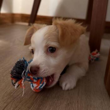 Chihuahua Dogs Available for Adoption in Richmond, California - THEODORE | PetCurious