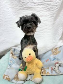 BECKY -  Mixed Breed Dog for Adoption in Port Clinton, Ohio - BECKY | PetCurious