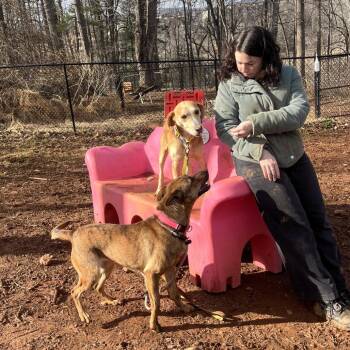 Hound and Mixed Breed Dogs Available for Adoption in Roanoke, Virginia - Captain America | PetCurious