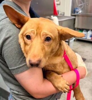 Sebastian -  Chihuahua and Mixed Breed Dog for Adoption in Bowling Green, Kentucky - Sebastian | PetCurious