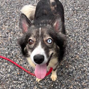 Cora -  Collie Dog for Adoption in York, Pennsylvania - Cora | PetCurious