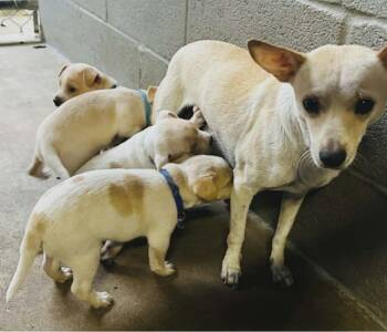 Chihuahua Dogs Available for Adoption in Minneapolis, Minnesota - Marzabean | PetCurious