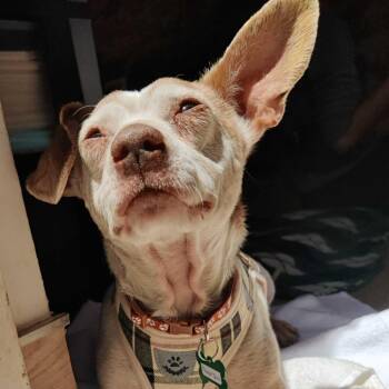 Beagle and Chihuahua Dogs Available for Adoption in San Francisco, California - Fillmore Jazz 14093 | PetCurious