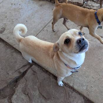 Terrier Dogs Available for Adoption - Lizzy | PetCurious