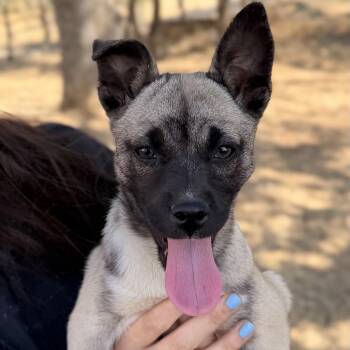 Ms. Loveable Boots -  French Bulldog Dog for Adoption in Ridgefield, Washington - Ms. Loveable Boots | PetCurious