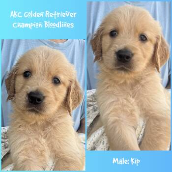 Kip -  Golden Retriever Dog for Sale in Houston, Texas - Kip | PetCurious