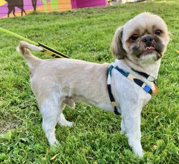 Mickey -  Shih Tzu Dog for Adoption in Seattle, Washington - Mickey | PetCurious
