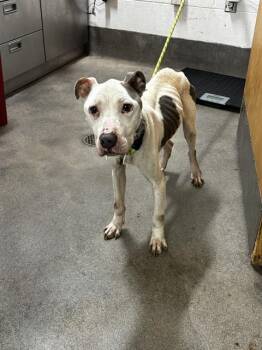 OAKLEY -  Pit Bull Terrier Dog for Adoption - OAKLEY | PetCurious