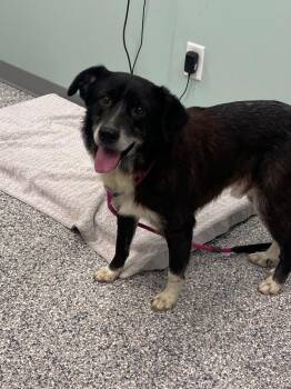 Terrier Dogs Available for Adoption - Scruffes | PetCurious