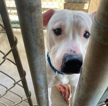 Buster -  Hound and Mixed Breed Dog for Adoption in Clinton, Missouri - Buster | PetCurious