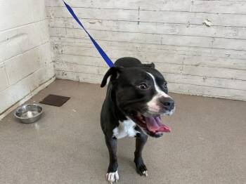 Pit Bull Terrier Dogs Available for Adoption - ARTIE | PetCurious