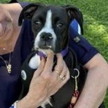 Shilo -  Boxer Dog for Adoption in Williston, Vermont - Shilo | PetCurious