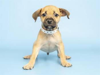 BECKHAM -  German Shepherd Dog Dog for Adoption in Phoenix, Arizona - BECKHAM | PetCurious