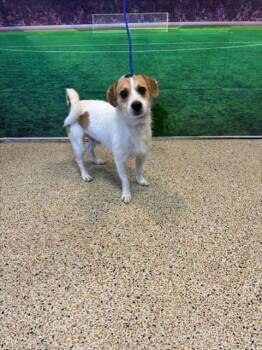 HIROSHI -  Parson Russell Terrier Dog for Adoption in Doral, Florida - HIROSHI | PetCurious