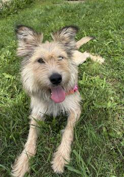 Lucy -  Picardy Sheepdog Dog for Adoption in St. Joseph, Michigan - Lucy | PetCurious