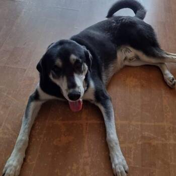 Tommy -  Husky and Labrador Retriever Dog for Adoption - Tommy | PetCurious