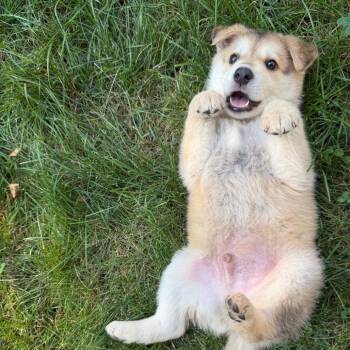 Chonk -  Mixed Breed Dog for Adoption in Buffalo, Minnesota - Chonk | PetCurious