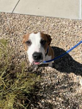 Marcus -  Pit Bull Terrier and Mixed Breed Dog for Adoption in Grand Junction, Colorado - Marcus | PetCurious