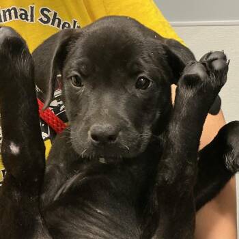 Hera -  Labrador Retriever and Mixed Breed Dog for Adoption in Saint Joseph, Missouri - Hera | PetCurious