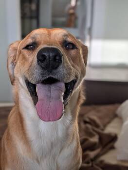 Reina -  Yellow Labrador Retriever and Mixed Breed Dog for Adoption in Grand Junction, Colorado - Reina | PetCurious
