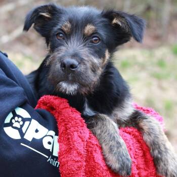 Terrier Dogs Available for Adoption in Stormville, New York - CT Dunn | PetCurious