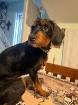 Max -  Poodle and Dachshund Dog for Adoption in Mustang, Oklahoma - Max | PetCurious