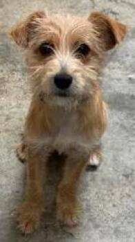 Diva -  Mixed Breed Dog for Adoption in Lampasas, Texas - Diva | PetCurious
