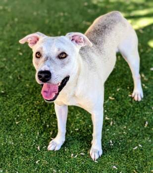 26-143 -  Pit Bull Terrier Dog for Adoption in Ridgecrest, California - 26-143 | PetCurious
