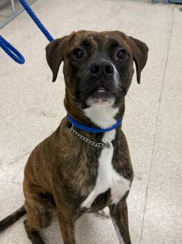 Boxer Dogs Available for Adoption in Teterboro, New Jersey - Ollie | PetCurious