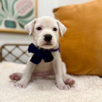 Buttercup Coconut Toy Story -  Jack Russell Terrier and Labrador Retriever Dog for Adoption in Friendswood, Texas - Buttercup Coconut Toy Story | PetCurious