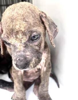 A660065 -  Labrador Retriever and Mixed Breed Dog for Adoption in Houston, Texas - A660065 | PetCurious