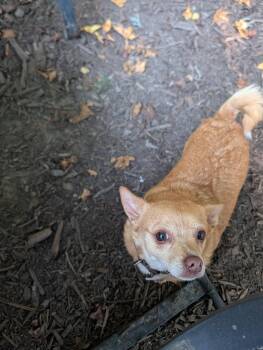 Piper -  Chihuahua Dog for Adoption in Richmond, Virginia - Piper | PetCurious