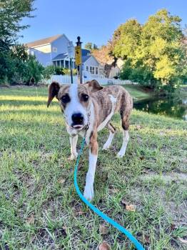 Betsy -  Mixed Breed Dog for Adoption in Wando, South Carolina - Betsy | PetCurious