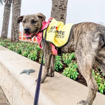 Pit Bull Terrier and Labrador Retriever Dogs Available for Adoption - Kokomo | PetCurious