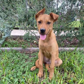 Cinnamon -  Rhodesian Ridgeback Dog for Adoption in Harlingen, Texas - Cinnamon | PetCurious