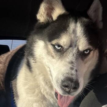 Sleven -  Siberian Husky Dog for Adoption in West Des Moines, Iowa - Sleven | PetCurious