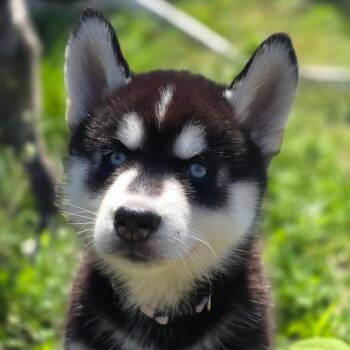 MJ -  Siberian Husky and Husky Dog for Adoption in Blaine, Minnesota - MJ | PetCurious