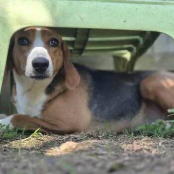 Opal -  Hound Dog for Adoption in Dover, Arkansas - Opal | PetCurious