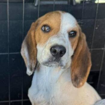 Fig -  Beagle Dog for Adoption in Washington, District Of Columbia - Fig | PetCurious