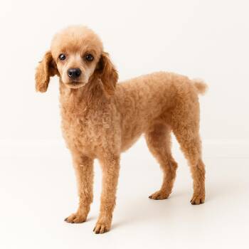 Rescue Poodle Dogs for Adoption in Hazelwood, Missouri - Mia | PetCurious