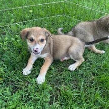Rescue Mixed Breed Dogs for Adoption in Buffalo, Minnesota - Doozy | PetCurious