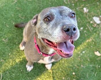 Rescue Pit Bull Terrier and Mixed Breed Dogs for Adoption in Brentwood, Missouri - ELLA | PetCurious