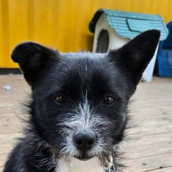 Duri aka Winston (20260404-07) -  Terrier Dog for Adoption in Niagara Falls, Ontario - Duri Aka Winston (20260404-07) | PetCurious