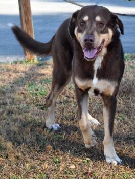 Hound and Mixed Breed Dogs Available for Adoption in Kingsland, Georgia - Highway Man | PetCurious
