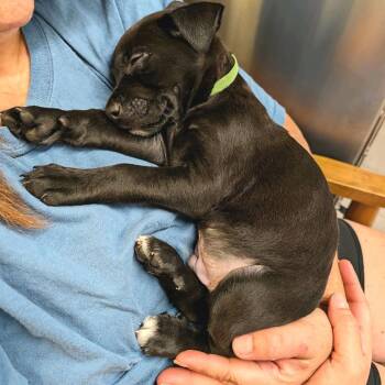 German Shepherd Dog and Mixed Breed Dogs Available for Adoption in Lewisville, Texas - Dylan | PetCurious