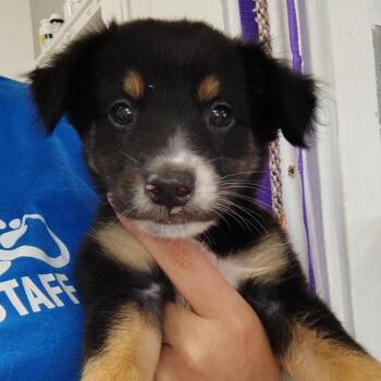 Lorenzo (Michael) -  Mixed Breed Dog for Adoption in Vieques, Vieques - Lorenzo (Michael) | PetCurious