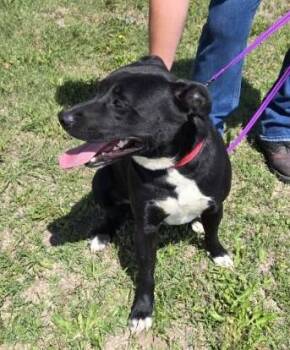 Rescue Staffordshire Bull Terrier Dogs for Adoption in Larned, Kansas - Roscoe | PetCurious