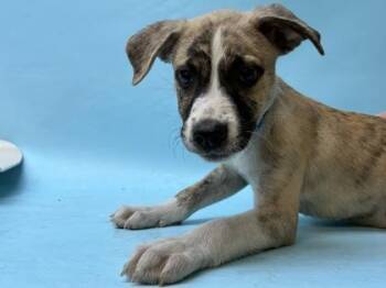 Graham -  American Staffordshire Terrier and Mixed Breed Dog for Adoption in Golden Valley, Minnesota - Graham | PetCurious